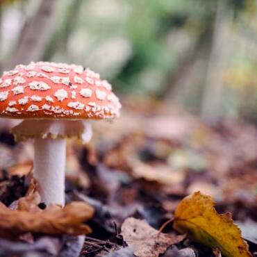 Fantastic Fungi: Nature’s Healing and Evolutionary Wonders