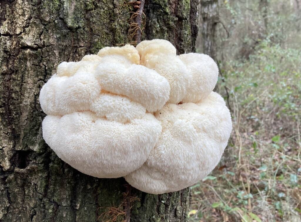 Lion's Mane growing on a tree trunk