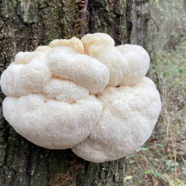 Lion’s Mane Mushroom FAQ