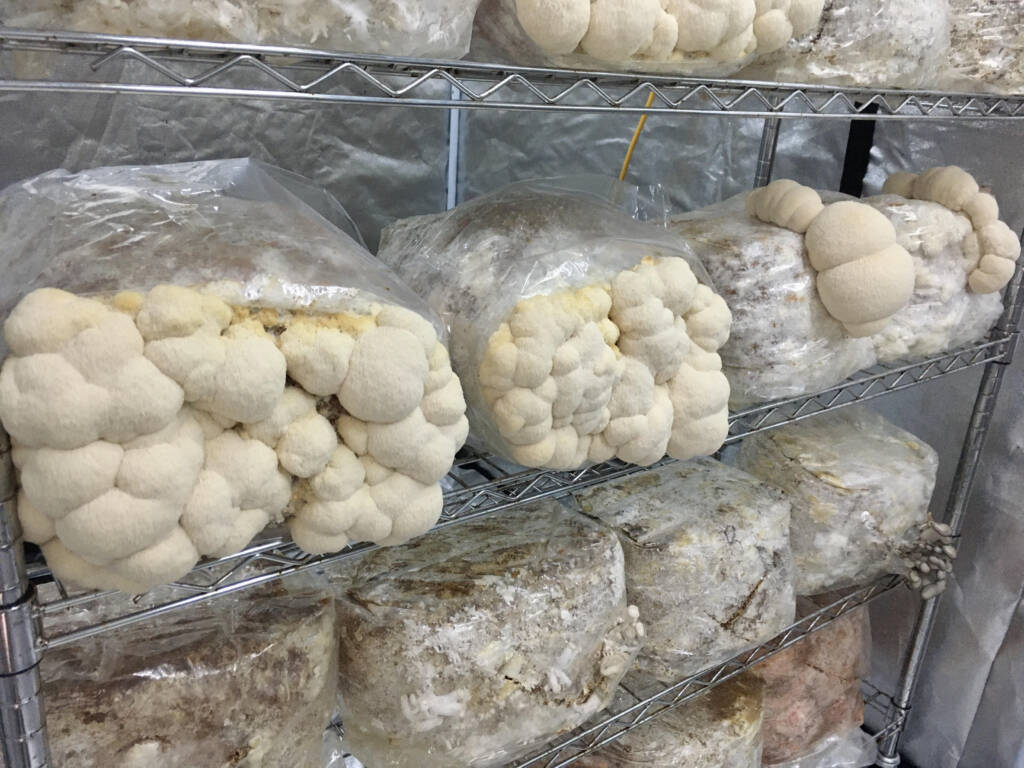 Lion's Mane in a grow room