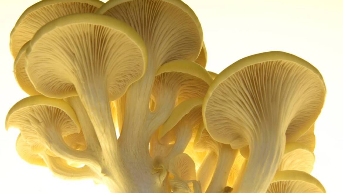 Yellow Oyster Mushrooms: Unlocking the Rich Ergothioneine Source for Health & Longevity