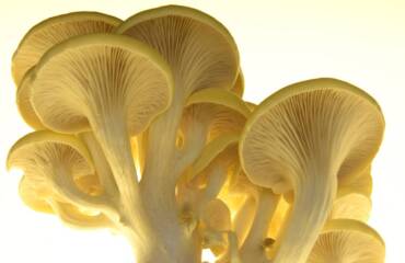 Yellow Oyster Mushrooms: Unlocking the Rich Ergothioneine Source for Health & Longevity