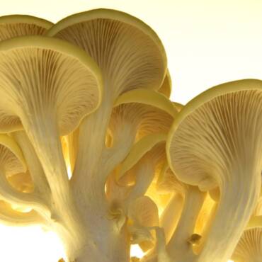 Yellow Oyster Mushrooms: Unlocking the Rich Ergothioneine Source for Health & Longevity