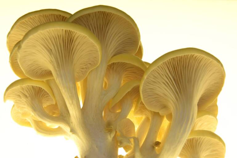 Yellow Oyster Mushrooms: Unlocking the Rich Ergothioneine Source for Health & Longevity