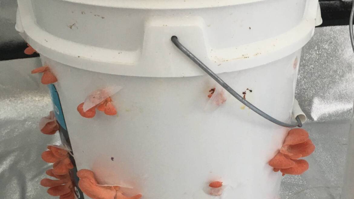 How to Grow Mushrooms Sustainably at Home Using the Bucket Method