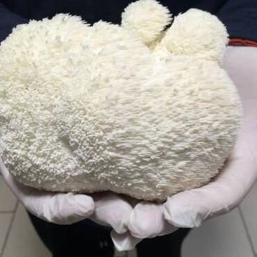 How to Grow Lion’s Mane Mushrooms at Home: A Complete Guide